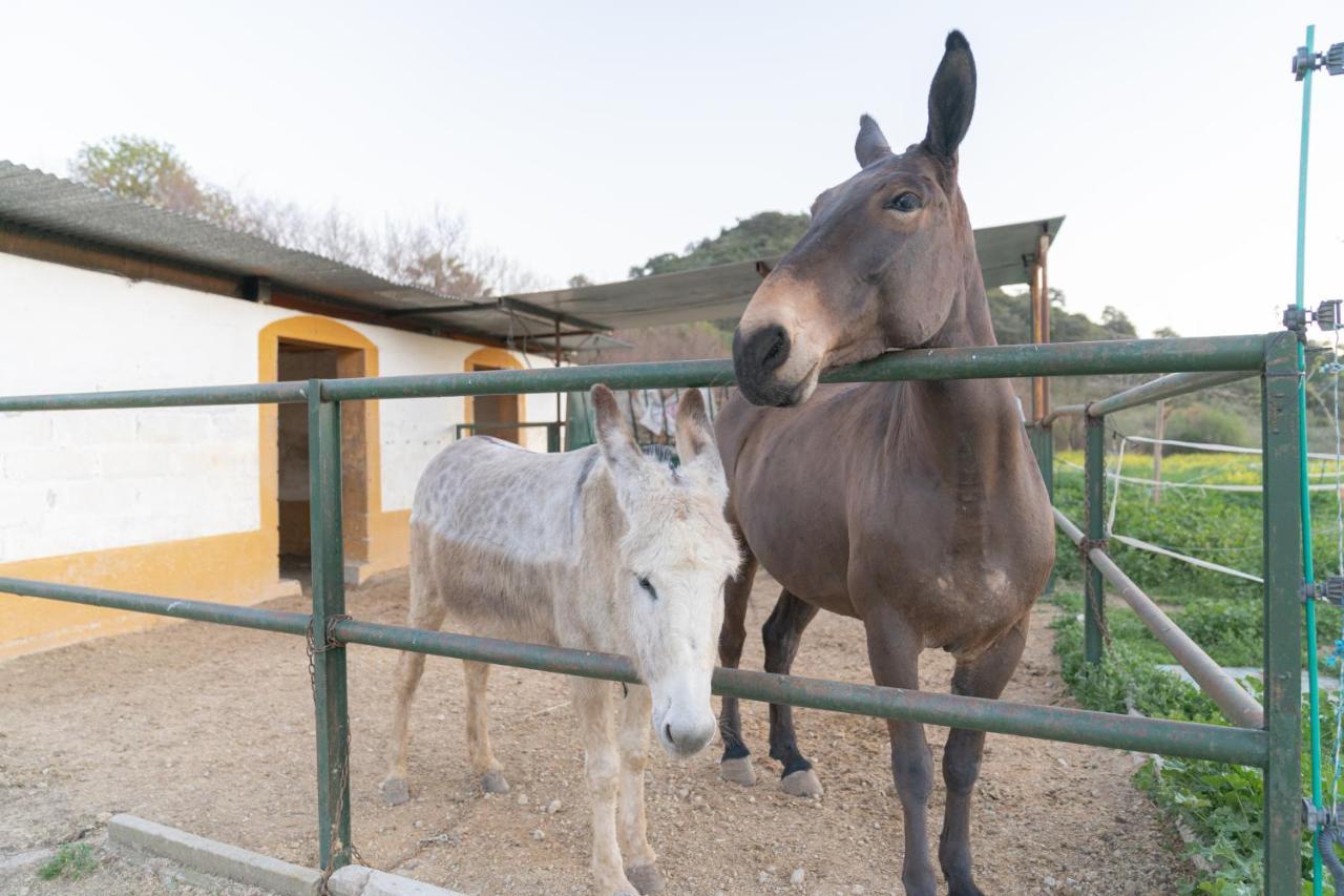 Alojamiento Rural Junto A Via Verde أولفيرا المظهر الخارجي الصورة